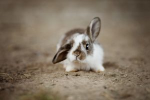 Voliere Kaninchen - es geht auch im Außenbereich